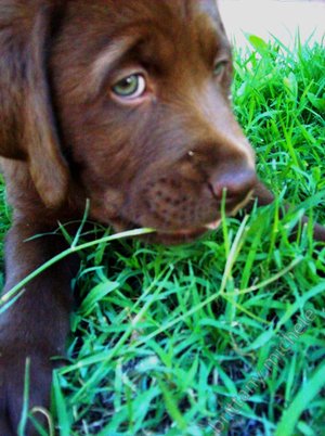 Chocolate lab laying in the grass
